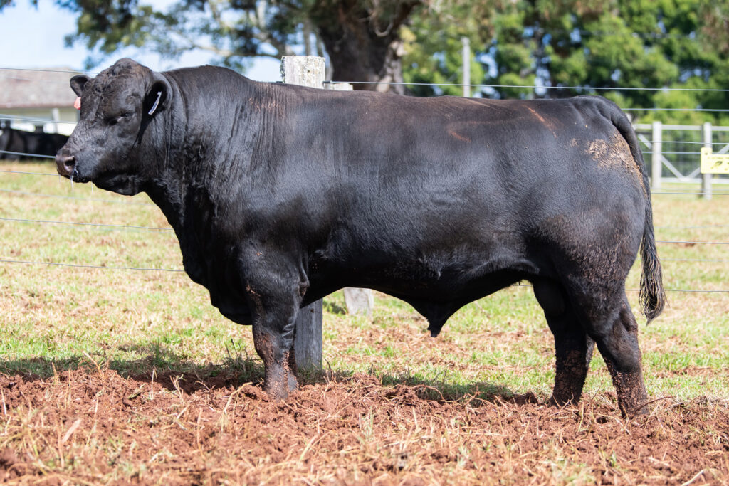 Lot-26 Lot 26