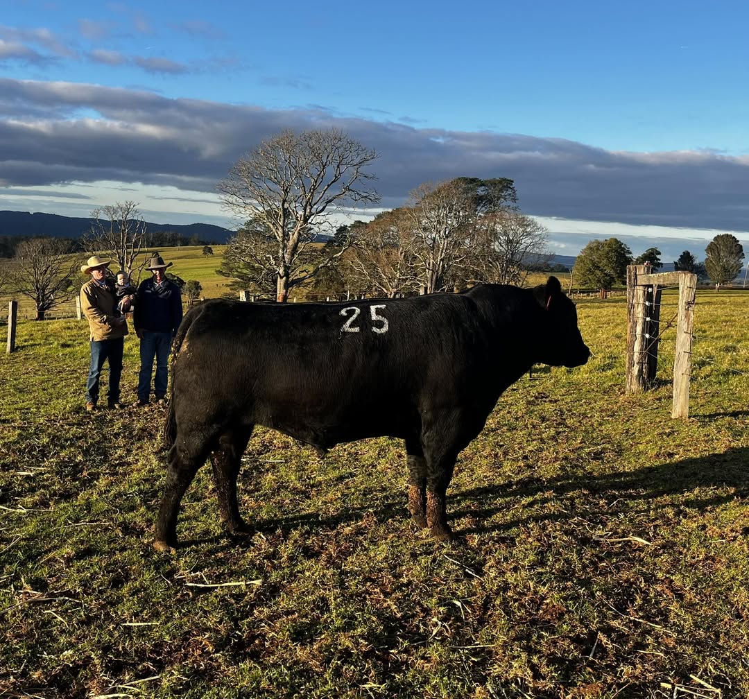 2025 Angus Sale